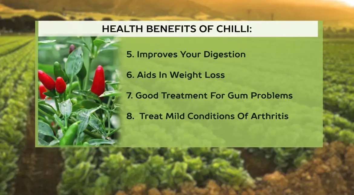 AV FARMS LIMITED chilli health benefits