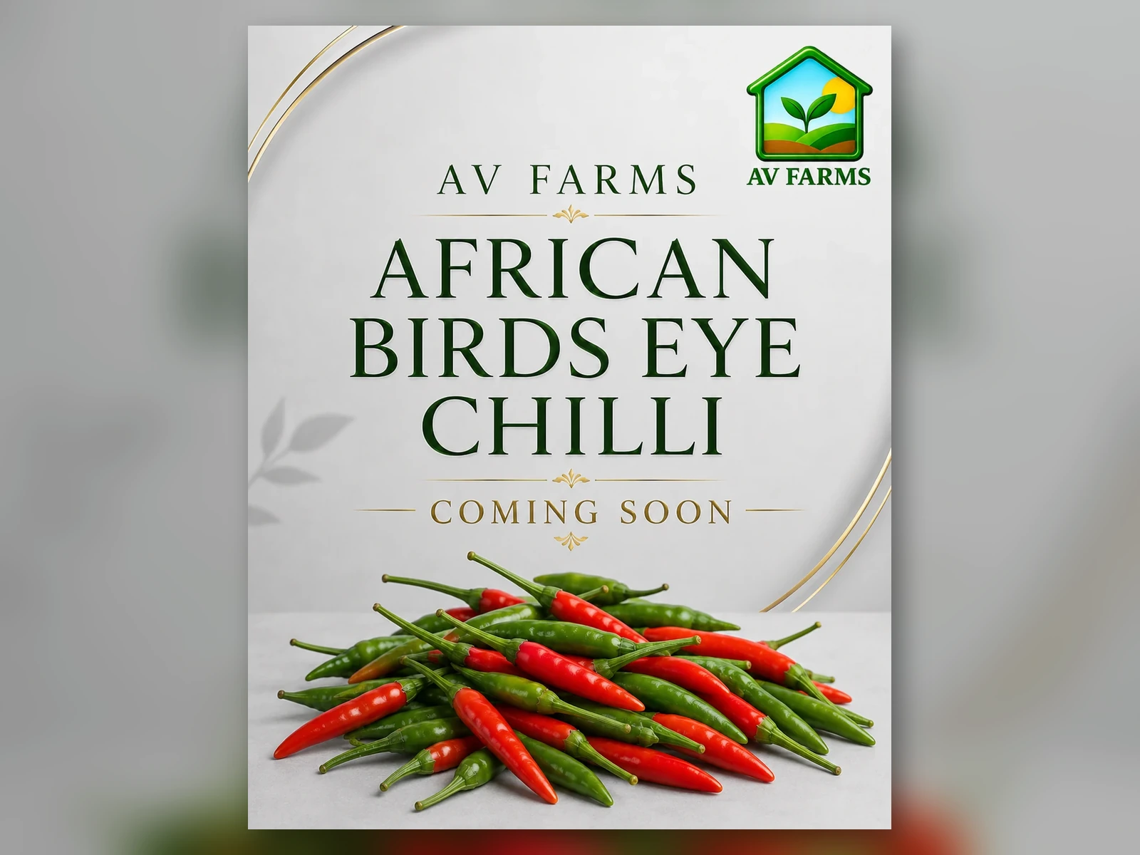 Greenhouse 3 - African Birds Eye Chilli at AV FARMS LIMITED