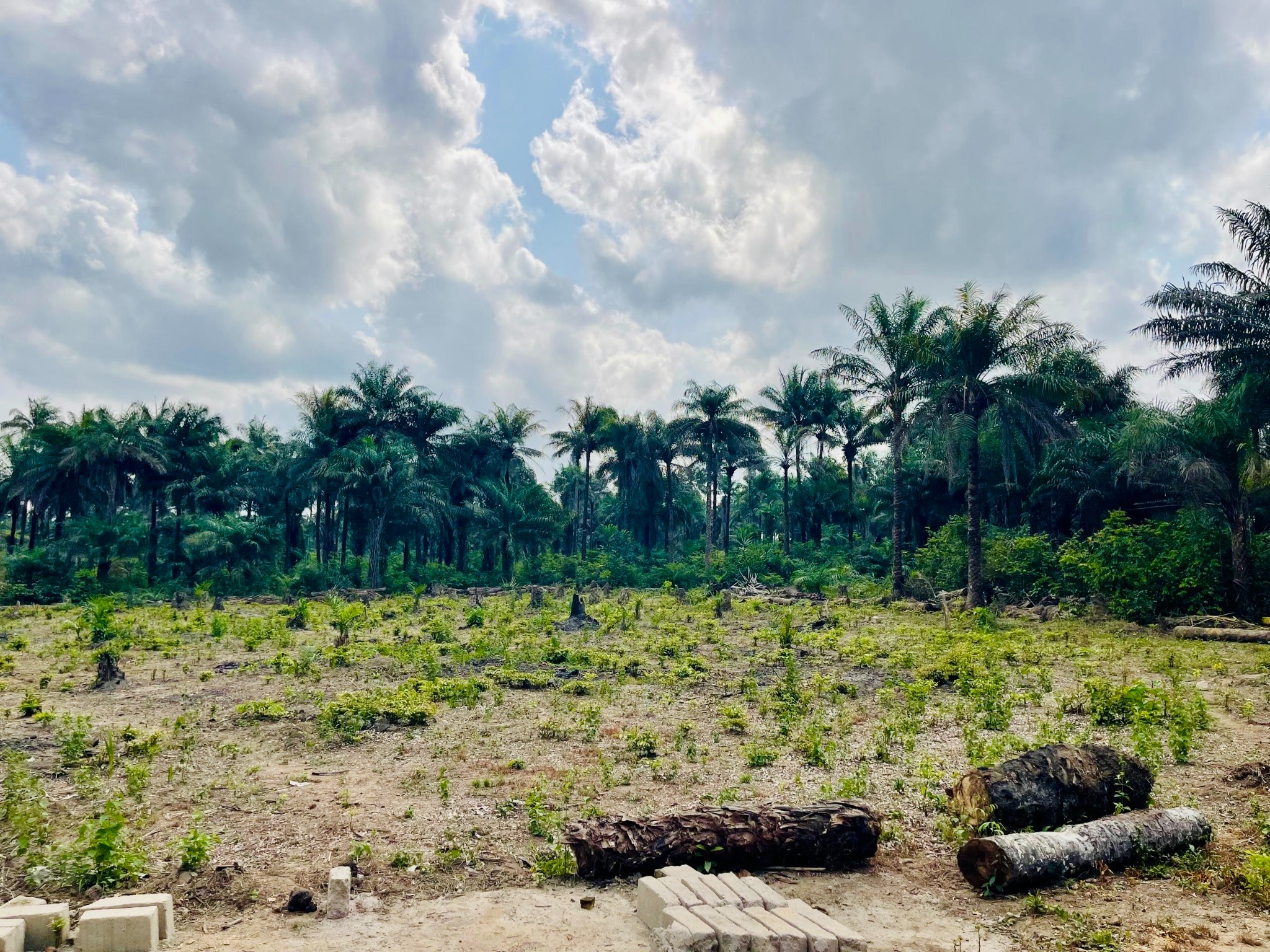 Future greenhouse site