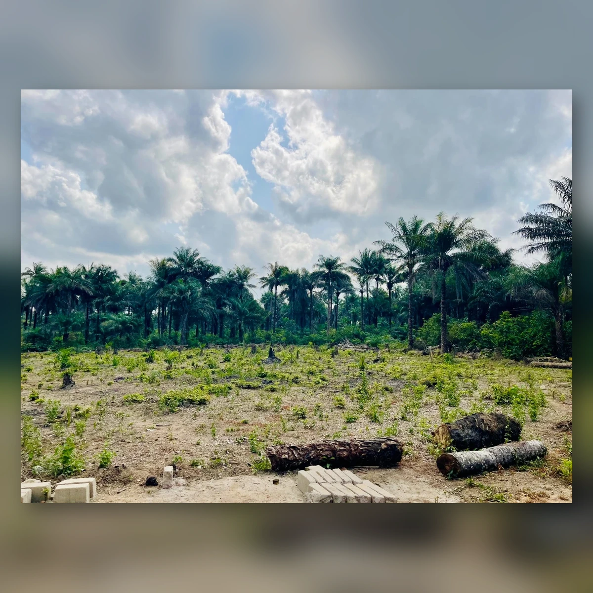 AV FARMS LIMITED greenhouse 2 land site