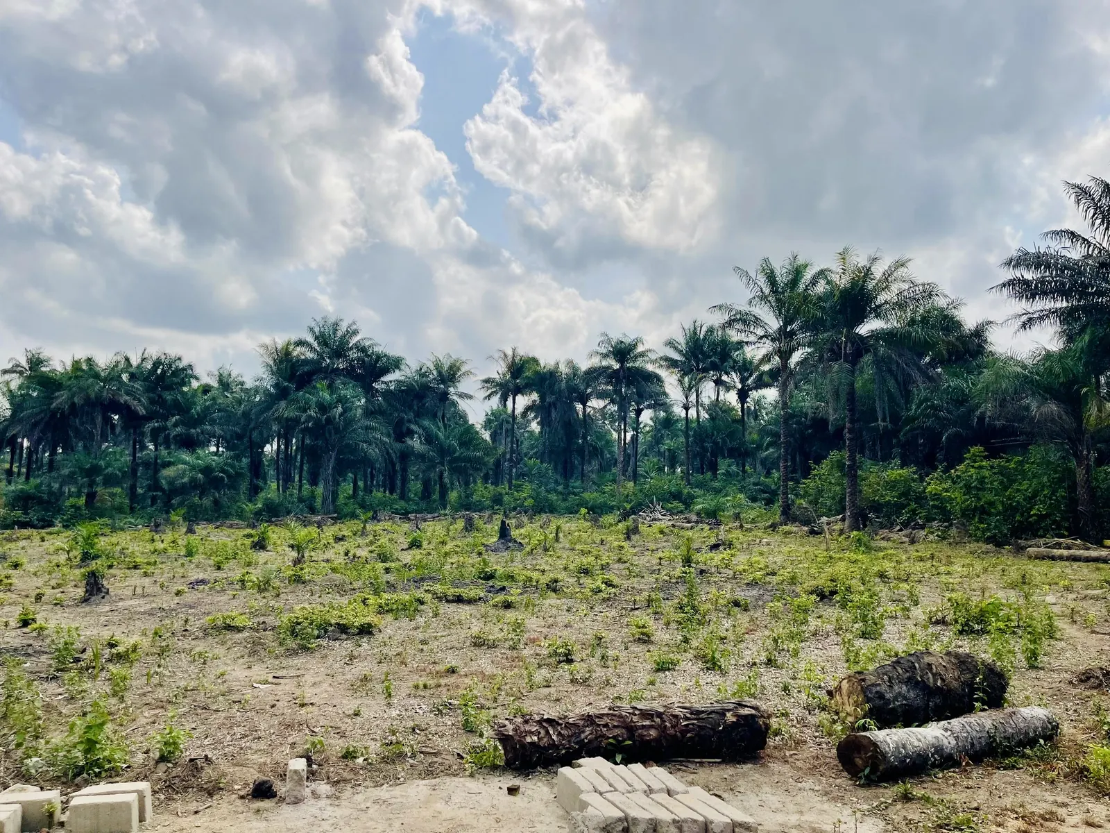 AV FARMS LIMITED greenhouse land site at Mile 38 Sierra Leone