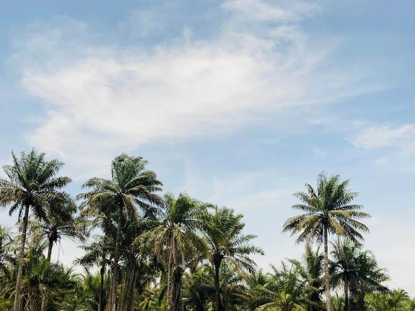AV FARMS LIMITED greenhouse land site at Mile 38 Sierra Leone