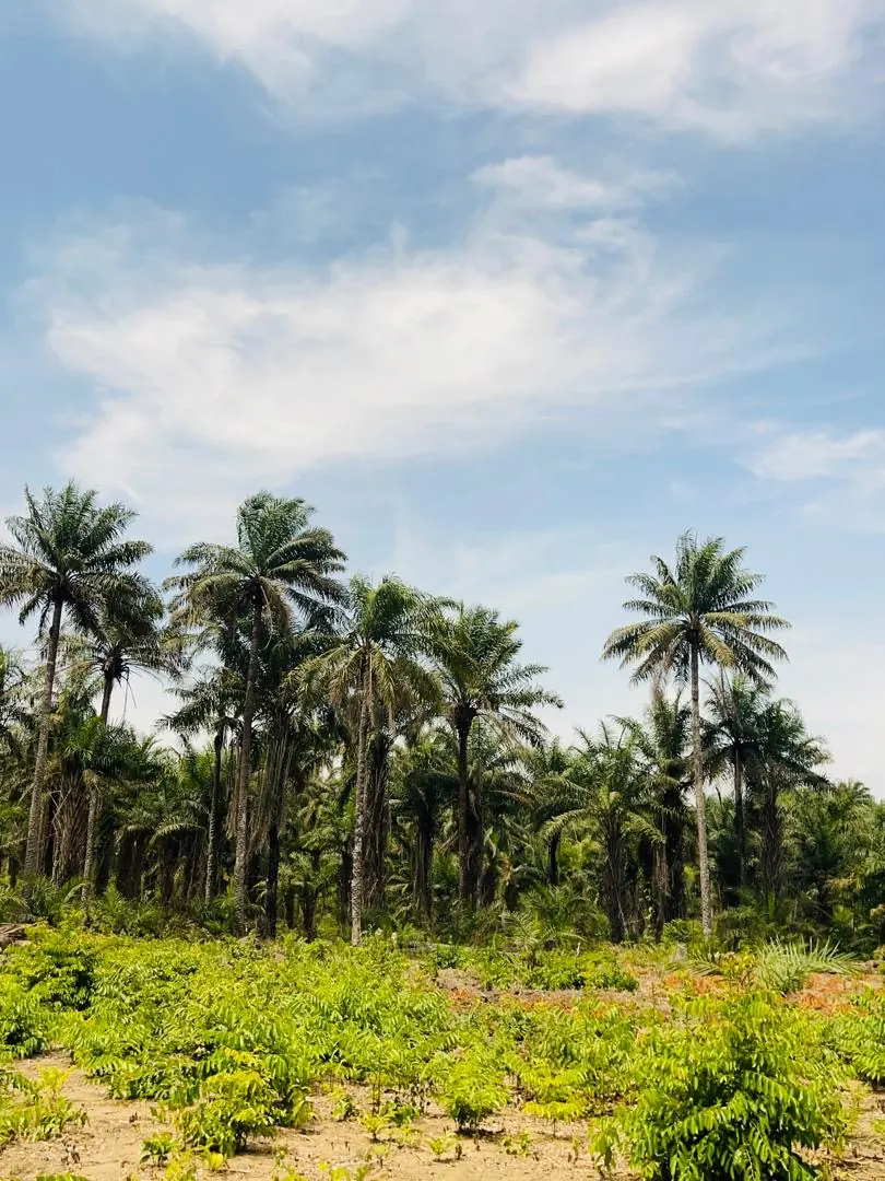 AV FARMS LIMITED greenhouse land site at Mile 38 Sierra Leone