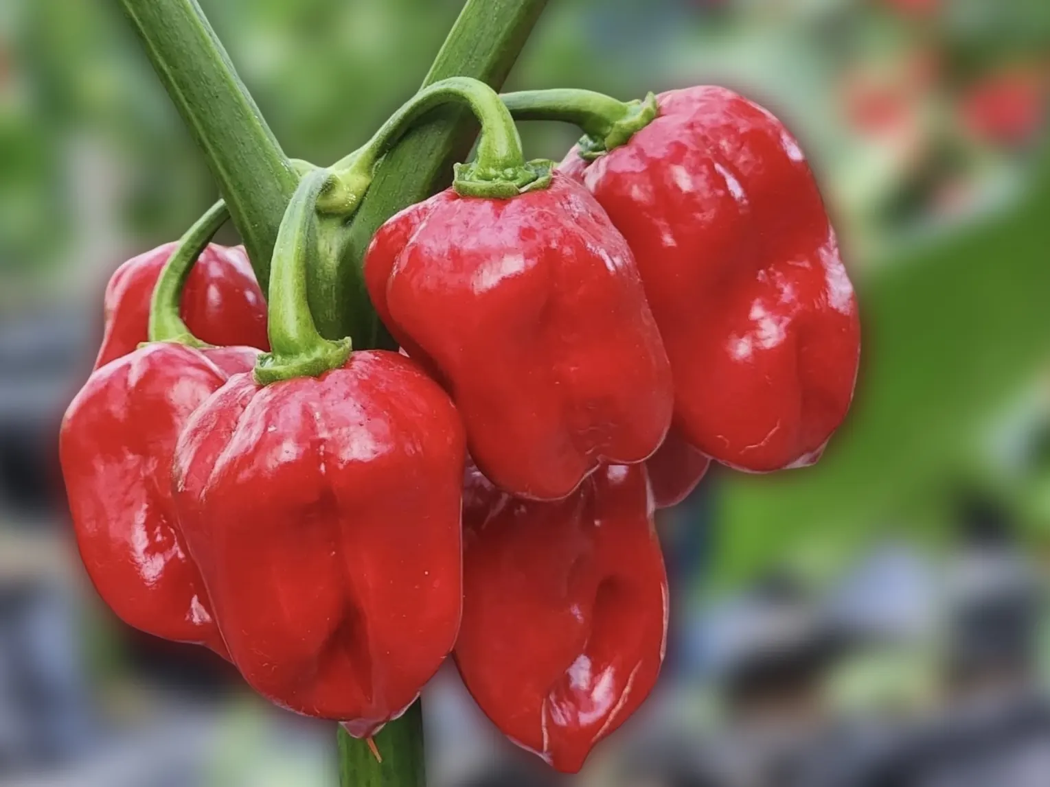 Habanero pepper product image from AV FARMS LIMITED
