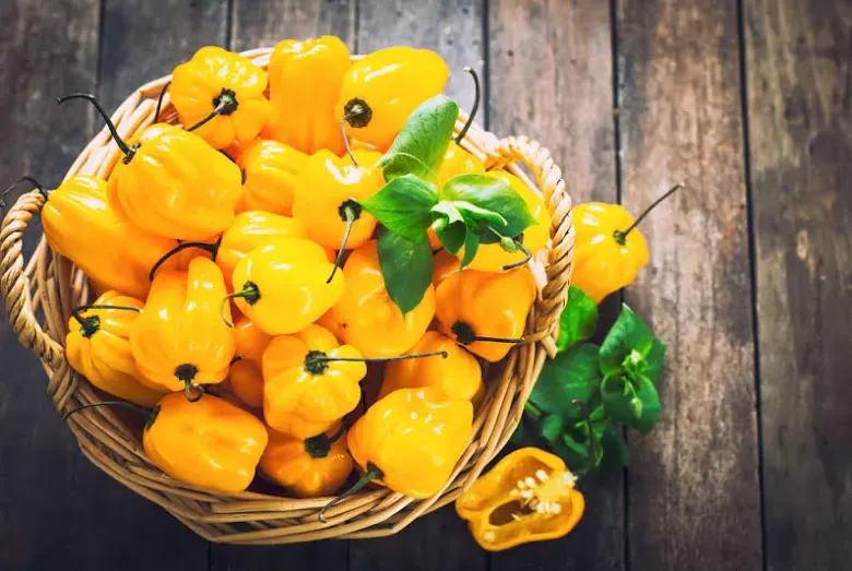 Yellow habanero pepper product image from AV FARMS LIMITED