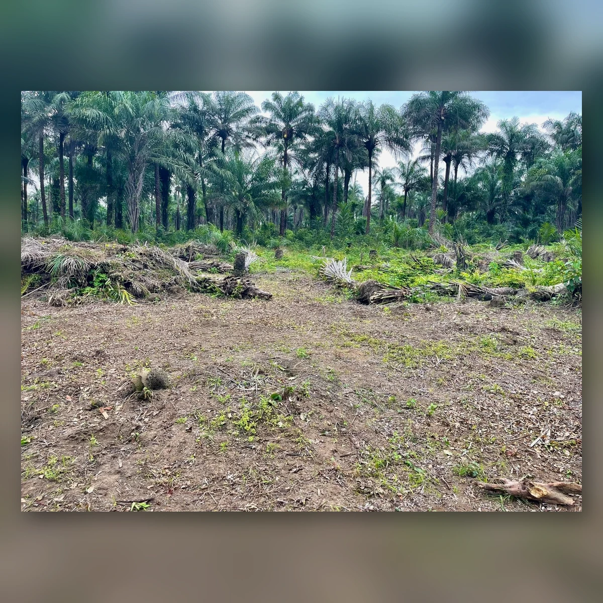 Upcoming land site for AV FARMS LIMITED poultry production