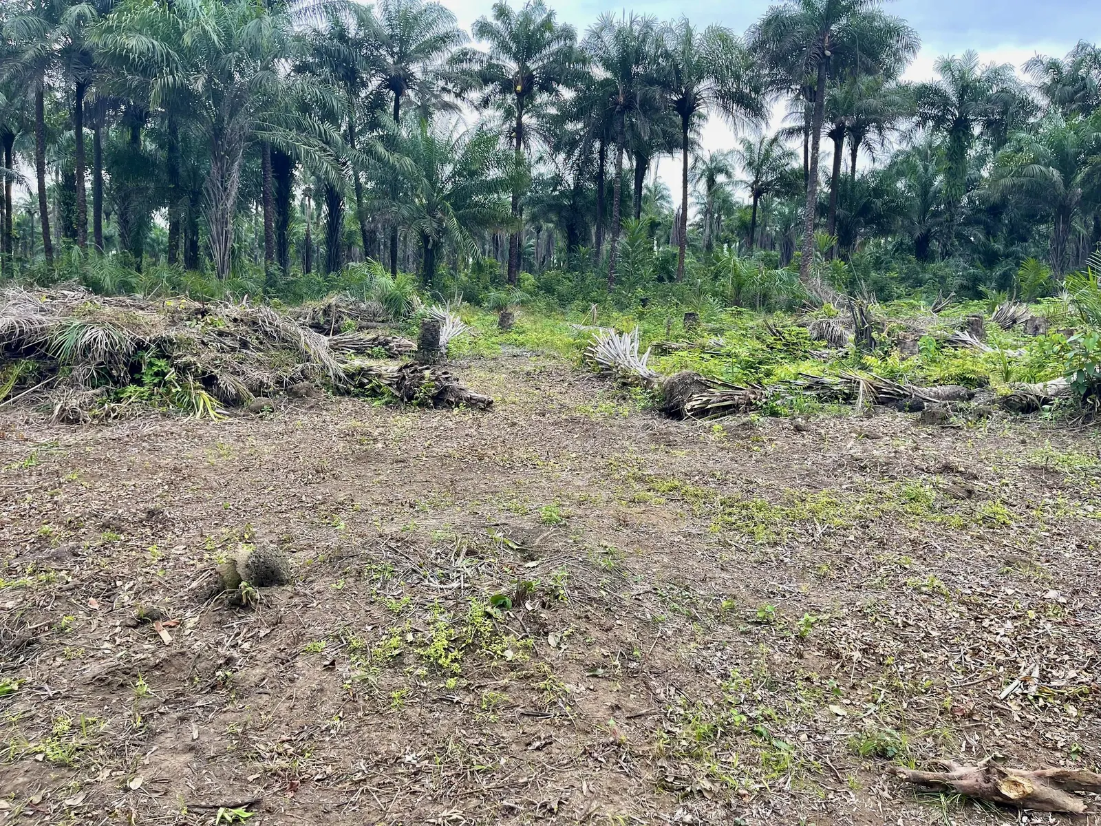 Upcoming land site for AV FARMS LIMITED poultry production