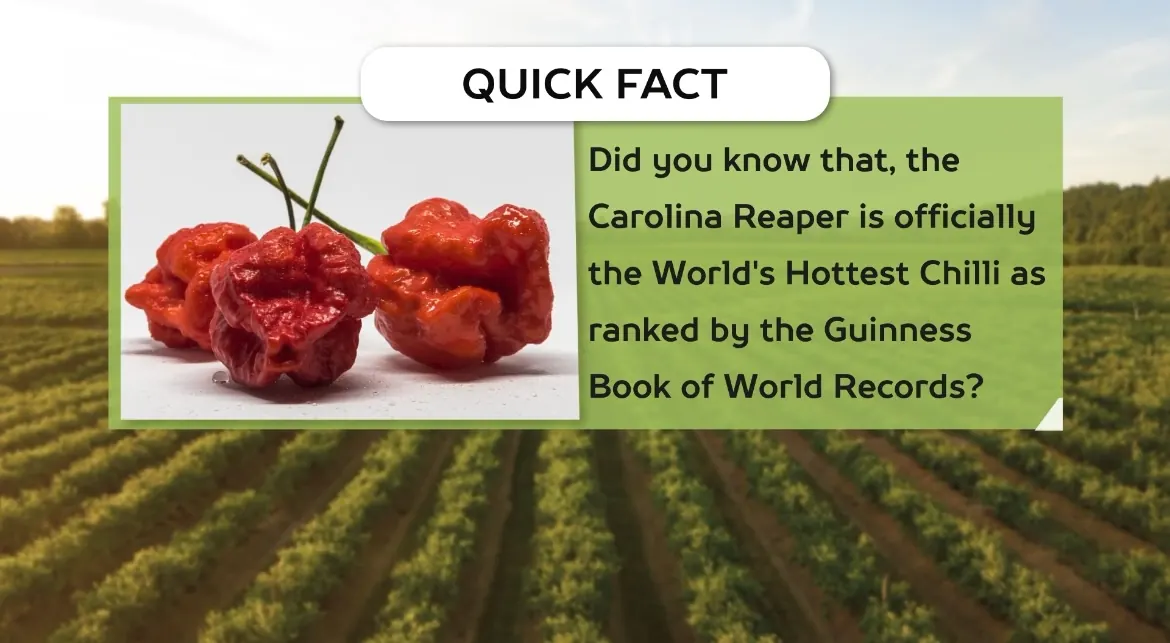 AV FARMS LIMITED chilli quick facts