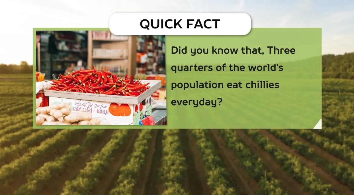 AV FARMS LIMITED chilli quick facts
