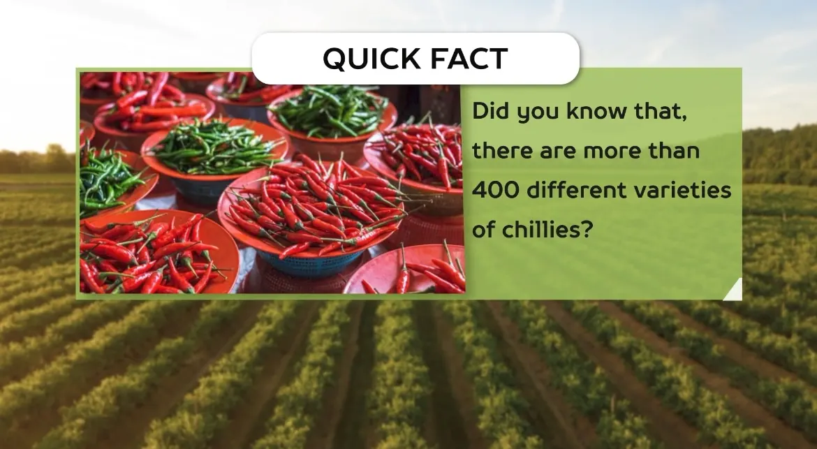AV FARMS LIMITED chilli quick facts