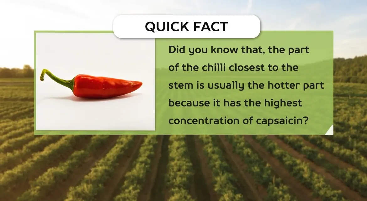AV FARMS LIMITED chilli quick facts