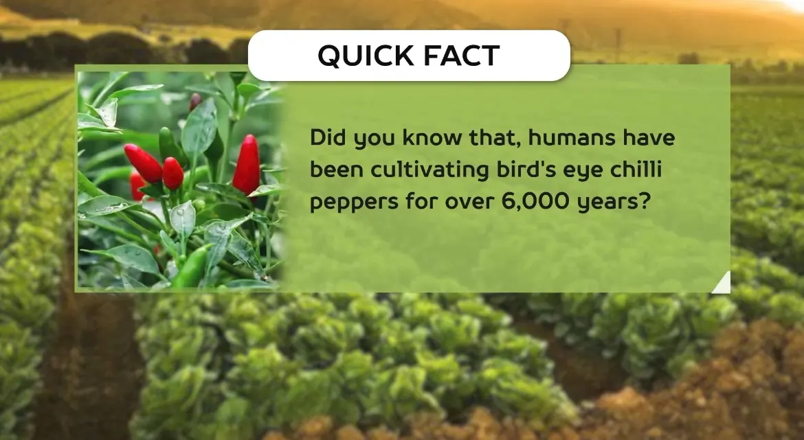 AV FARMS LIMITED chilli quick facts