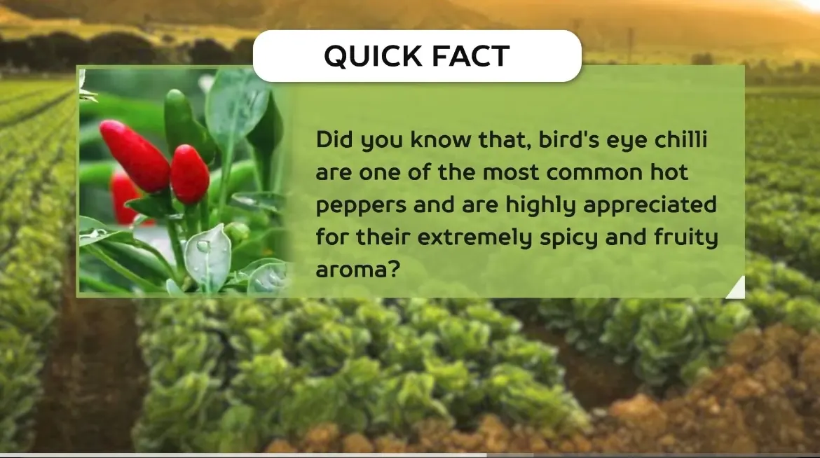 AV FARMS LIMITED chilli quick facts