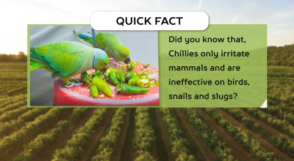 Why Birds Can Eat Chilli chilli quick fact at AV FARMS LIMITED