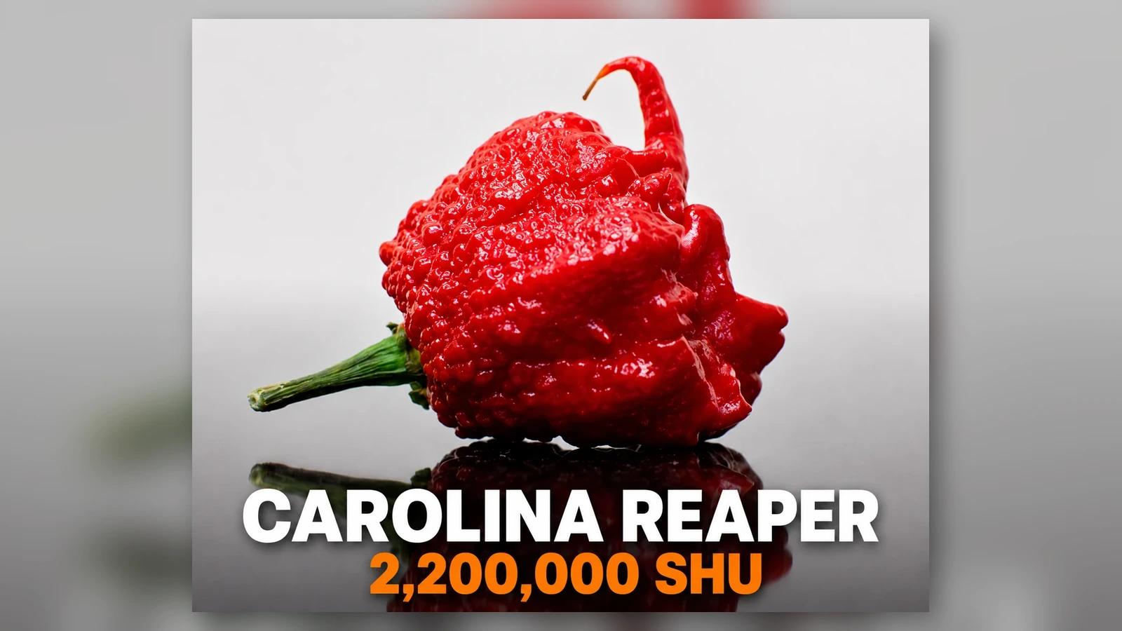 Carolina Reaper chilli quick fact at AV FARMS LIMITED
