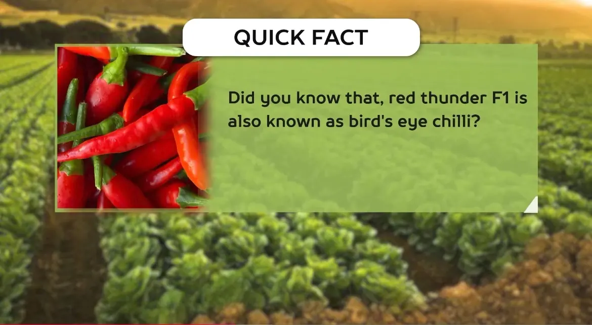 AV FARMS LIMITED chilli quick facts