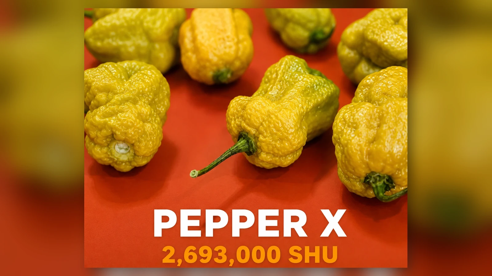 Pepper X chilli quick fact at AV FARMS LIMITED