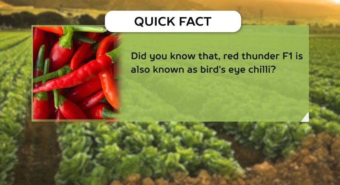 Red Thunder F1 chilli quick fact at AV FARMS LIMITED